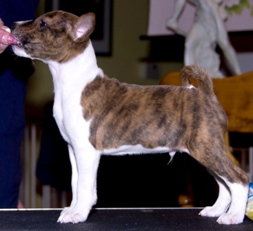 Baraka Like A Hunting Hound (Hunter)